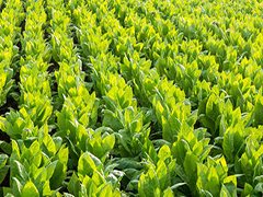 Компания «НК Элит»