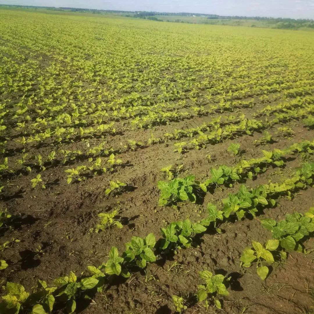 Аграрный магазин «Яблуком»