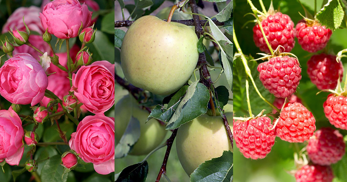 Магазин «Дом Сад Город»