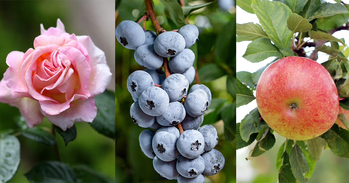 Магазин «Дом Сад Город»