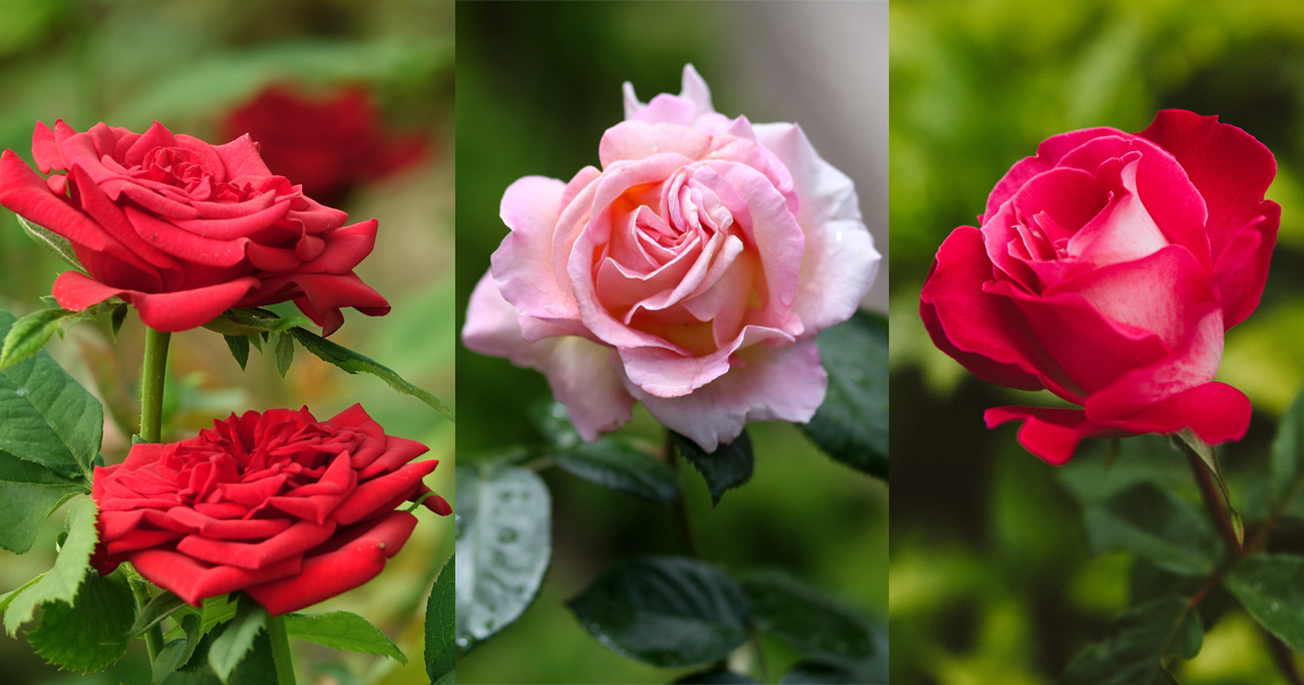 Магазин «Дом Сад Город»