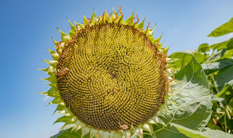 Аграрный интернет-магазин LNZ web