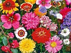 Компания «НК Элит»