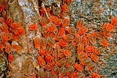 Интернет-магазин LETO