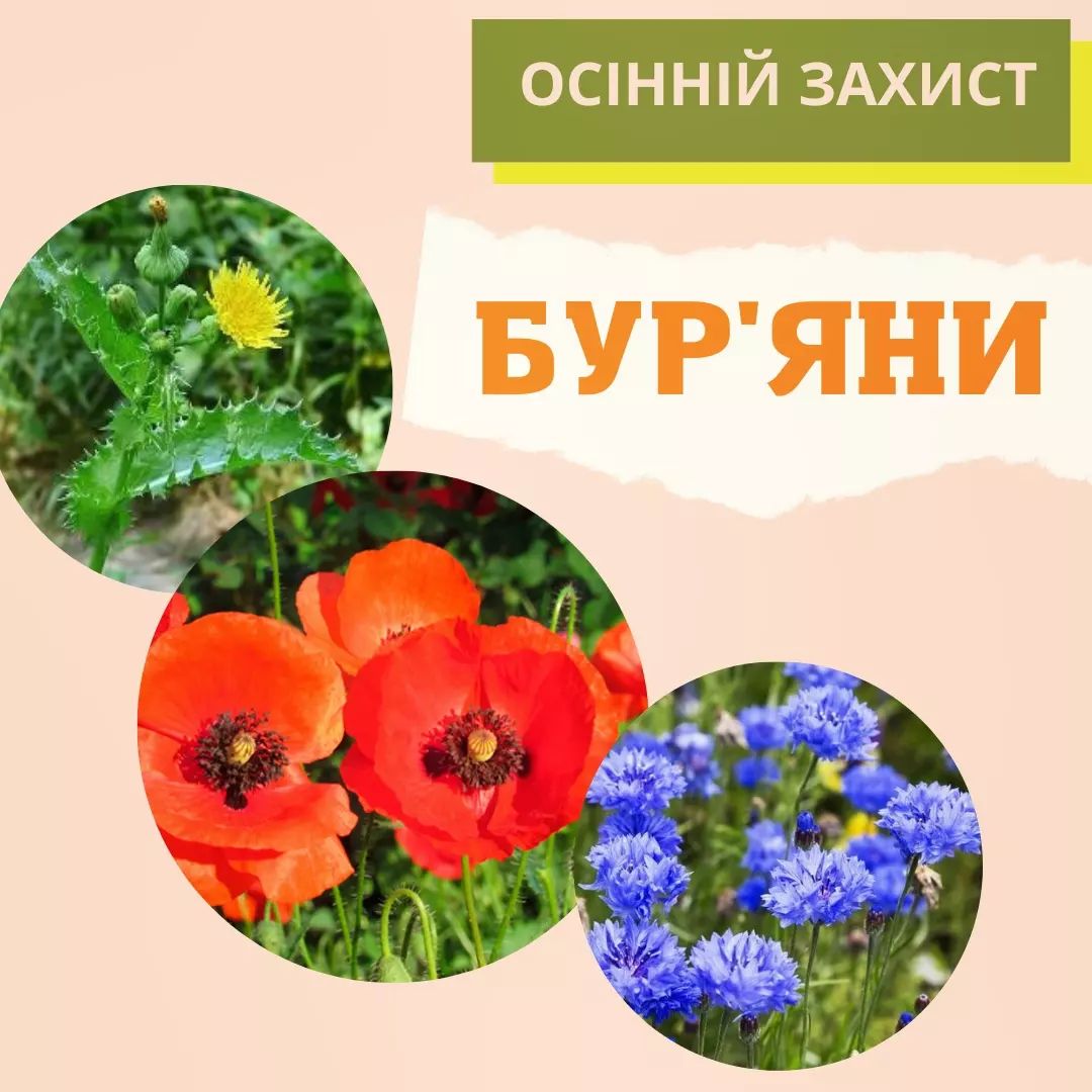 Аграрный магазин «Яблуком»