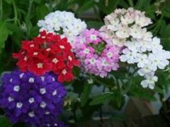 Компания «НК Элит»