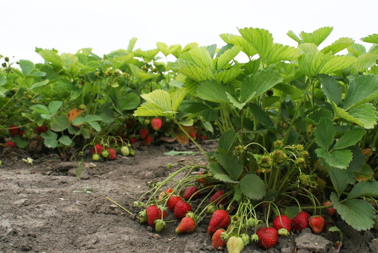 Сеть магазинов для дачников «Еко-Садиба»