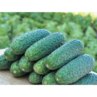 Агромагазин «Фазенда»