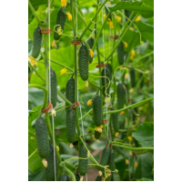 Агромагазин «Фазенда»