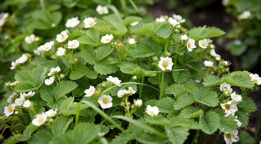 Сеть магазинов для дачников «Еко-Садиба»