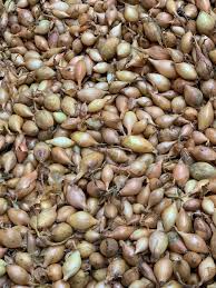 Интернет-магазин посевного материала «Agriks»