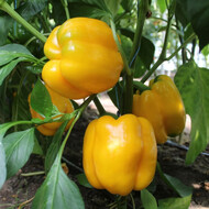 Интернет-магазин посевного материала «Agriks»