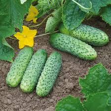 Интернет-магазин посевного материала «Agriks»