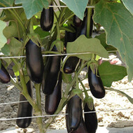 Интернет-магазин посевного материала «Agriks»