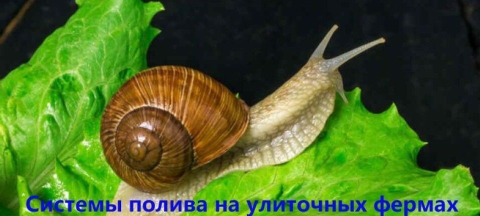 Маркет «Все для полива»