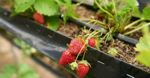 Интернет-магазин автоматического полива Avtopoliv