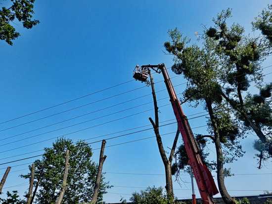 Компания ДРЕВОРЕЗ