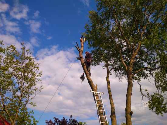 Компания ДРЕВОРЕЗ