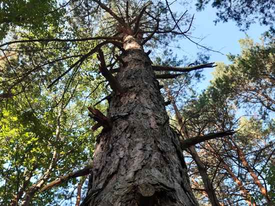 Компания ДРЕВОРЕЗ