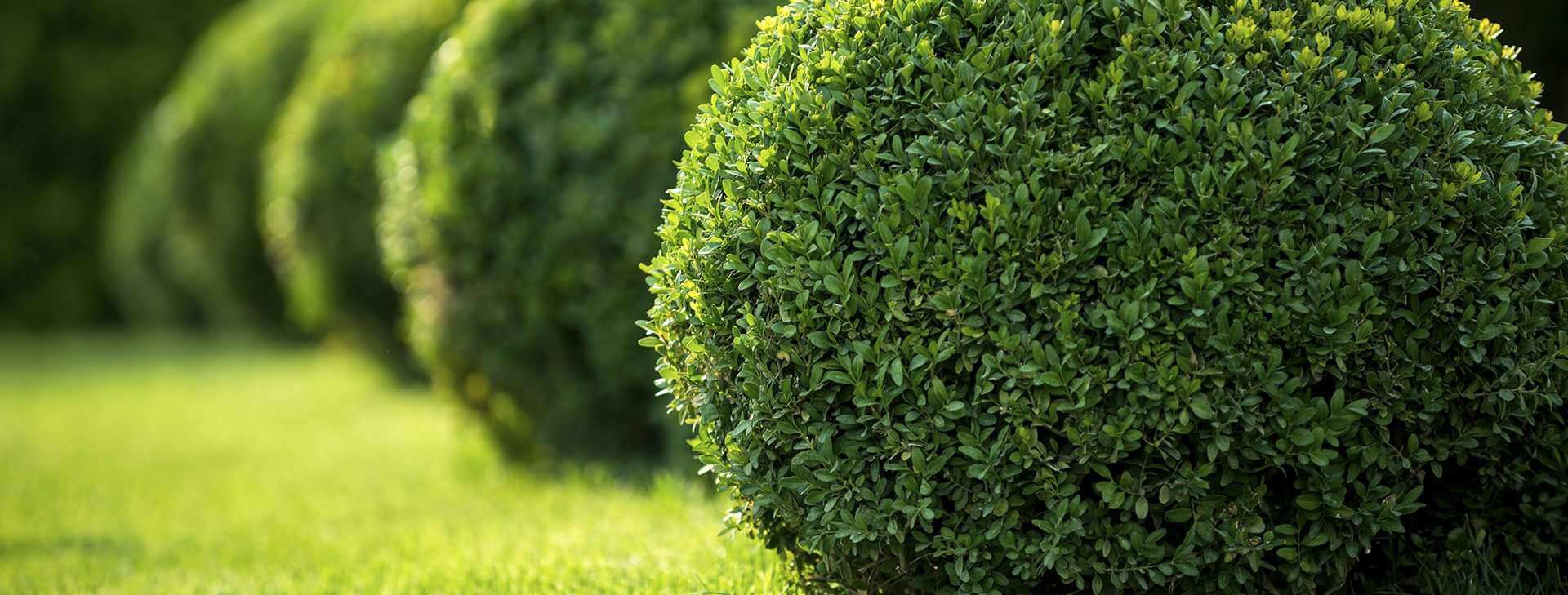 Компания «Газон Мастер»