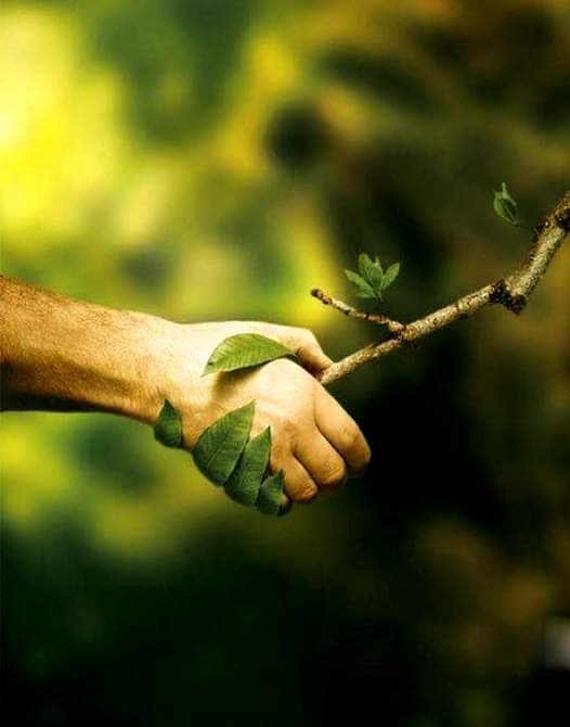 Компания «DENDRO PROTECT»