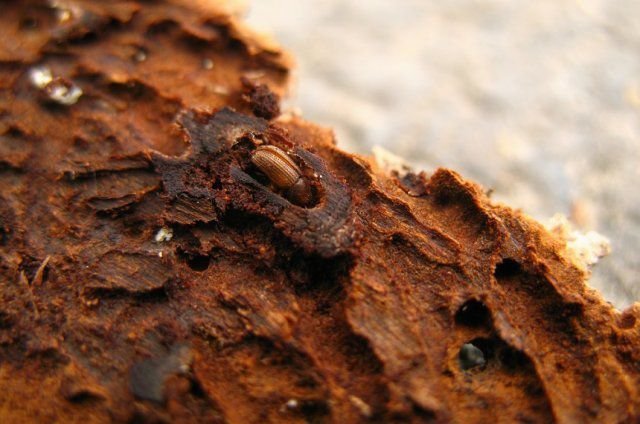 Компания «DENDRO PROTECT»