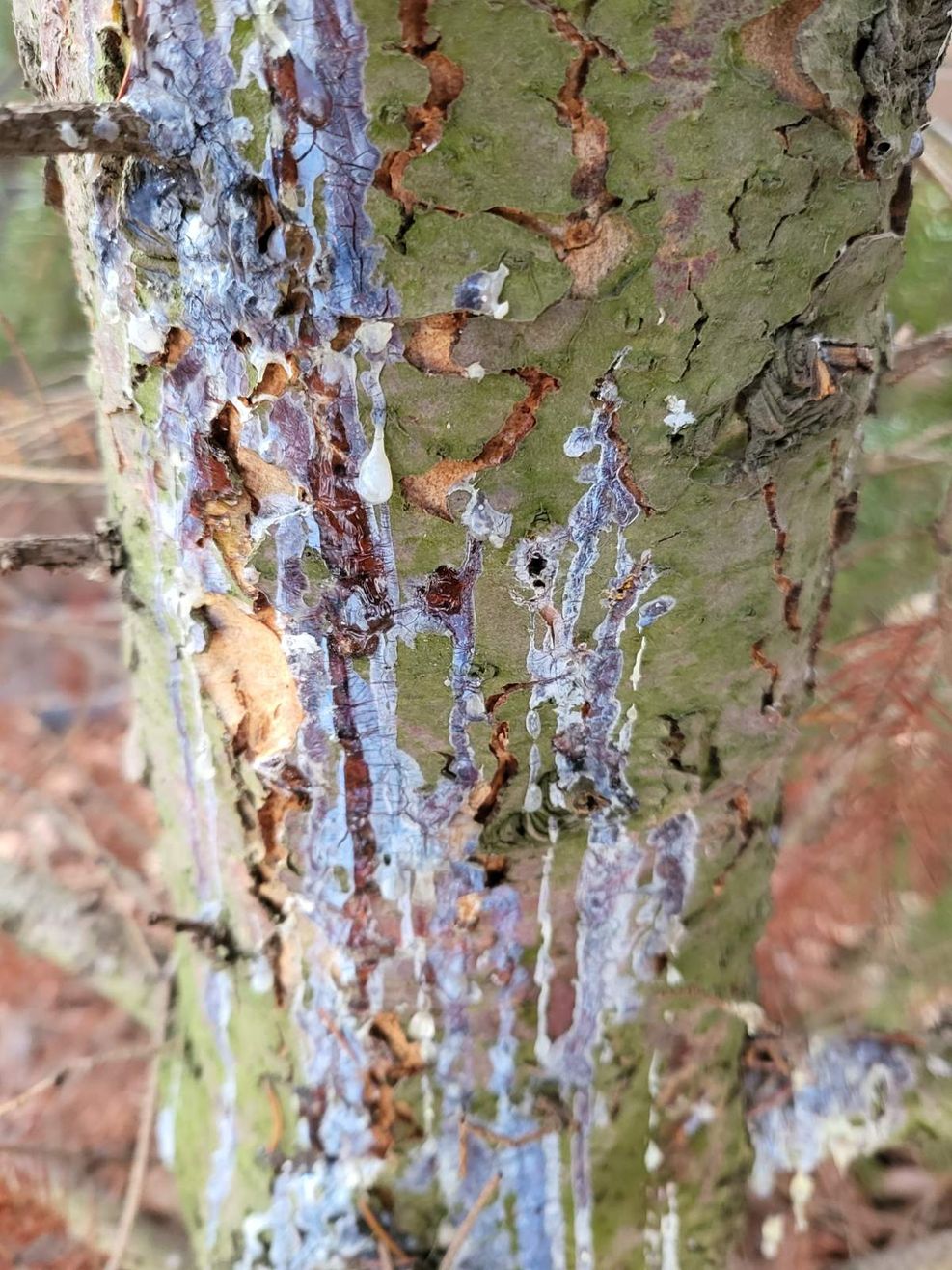 Компания «DENDRO PROTECT»