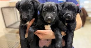 Благодійний фонд «UAnimals»