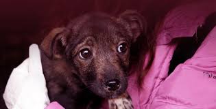 Благодійний Фонд «Київські Хвостики»