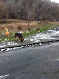 Благодійний Фонд «Київські Хвостики»