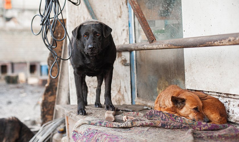 Платформа онлайн-благодійності «dobro.ua»