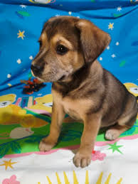 Благодійний Фонд «Київські Хвостики»