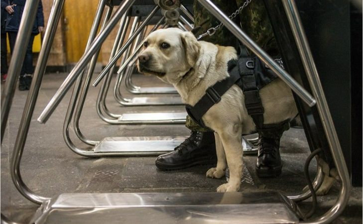 Благодійний фонд «UAnimals»