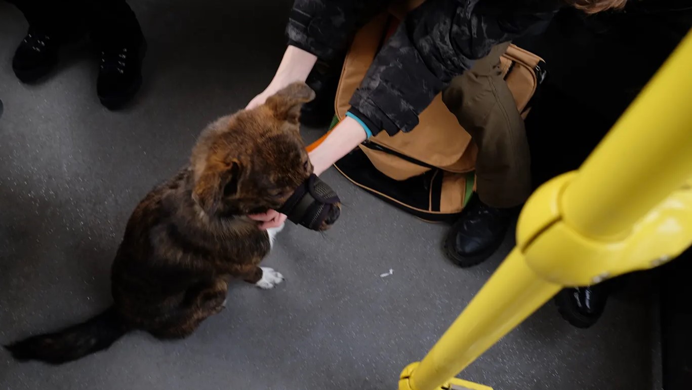 Благодійний фонд «UAnimals»