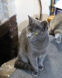 Благодійний Фонд «Київські Хвостики»