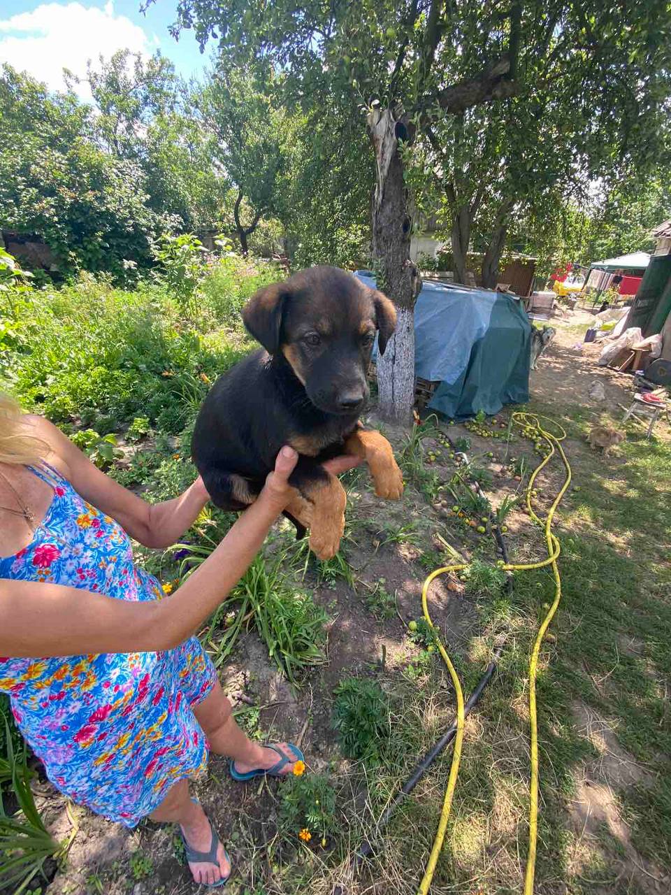 Благодійне об'єднання «Save The Animals»