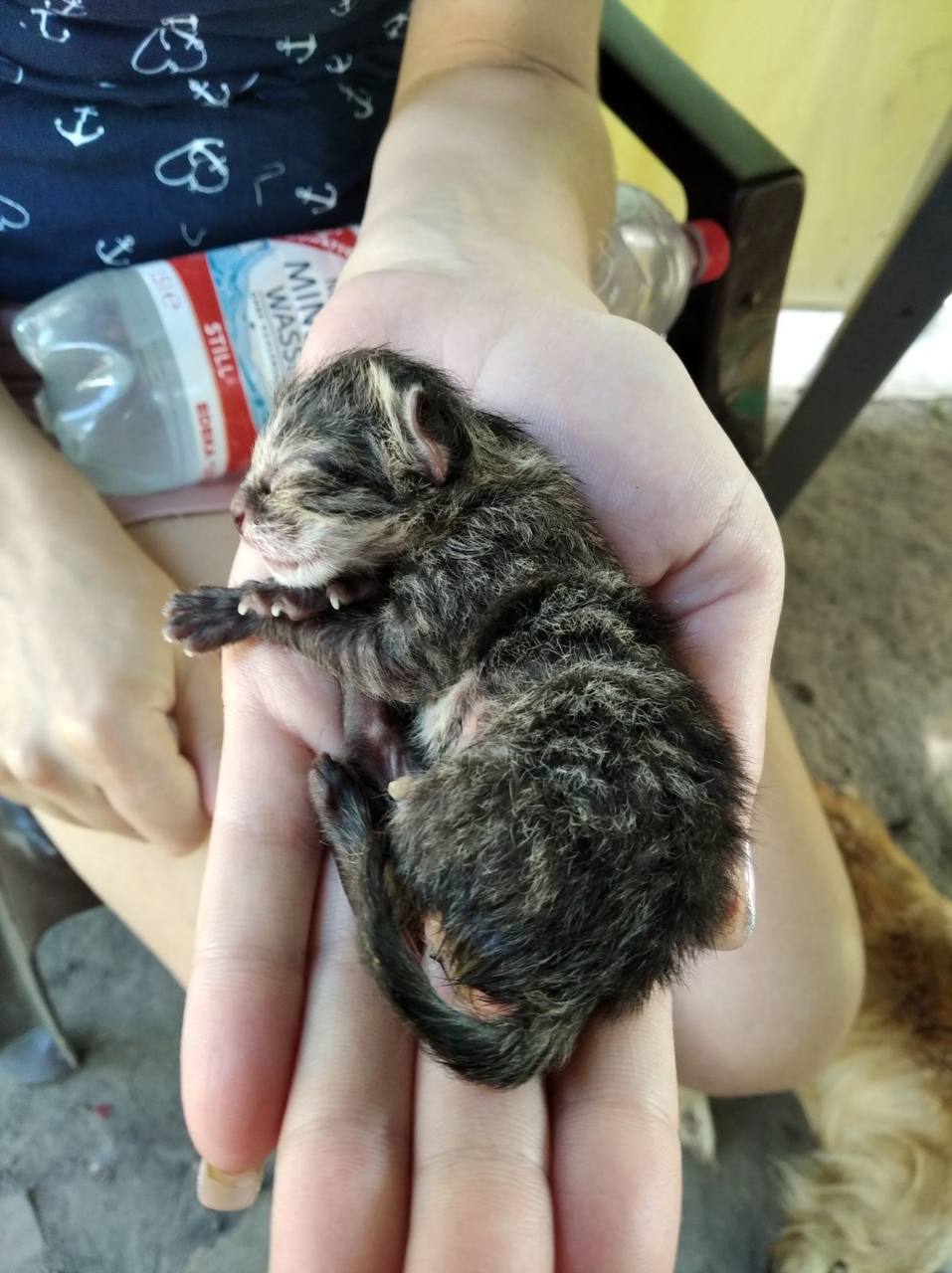 Благодійне об'єднання «Save The Animals»