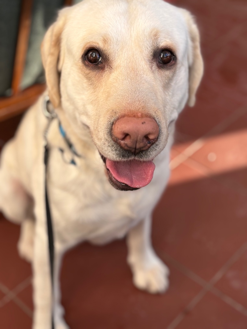 Благодійне об'єднання «Save The Animals»