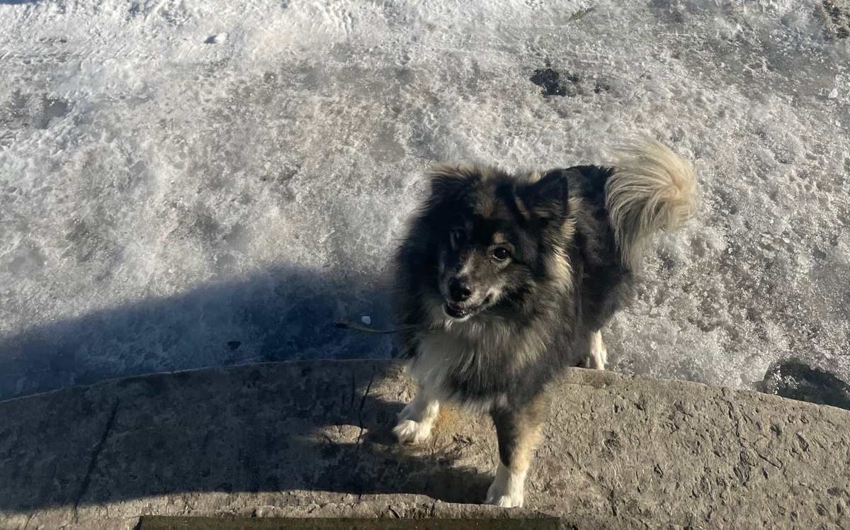 Благодійне об'єднання «Save The Animals»