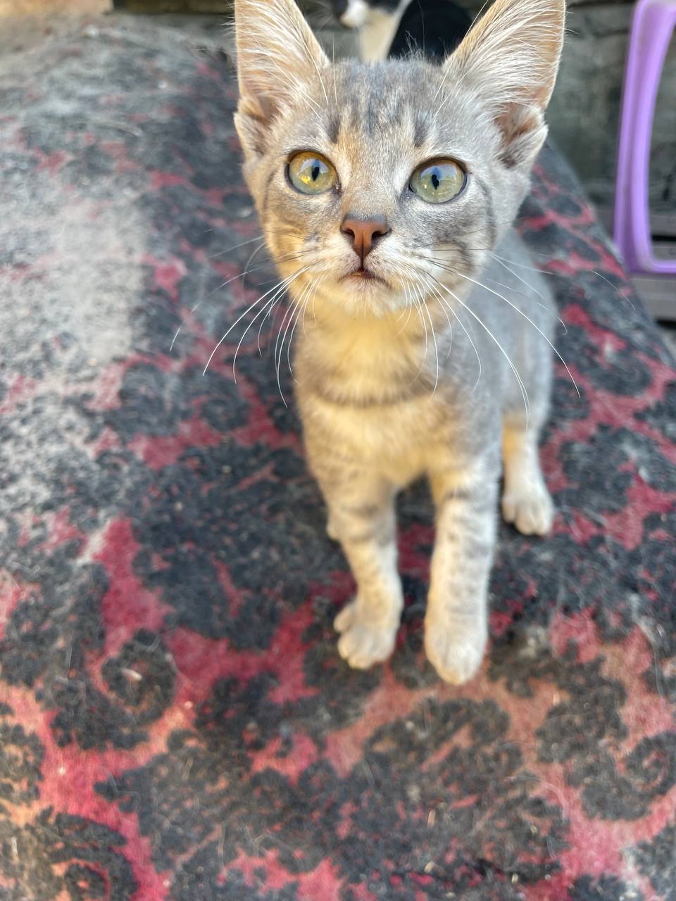 Благодійне об'єднання «Save The Animals»