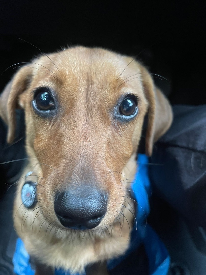 Благодійне об'єднання «Save The Animals»